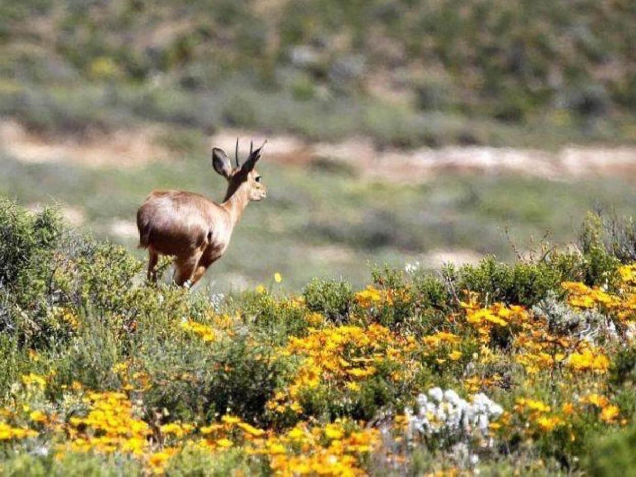 Aardvark Bioreserve لاديسميث المظهر الخارجي الصورة