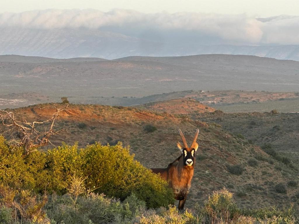 Aardvark Bioreserve لاديسميث المظهر الخارجي الصورة